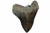 Serrated, Fossil Megalodon Tooth - South Carolina #311876-2